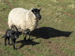 SX12647 Little black lamb and ewe.jpg